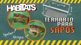 CONSTRUIR un TERRARIO para sapos (Parte 1) 🚧 | HABITATS