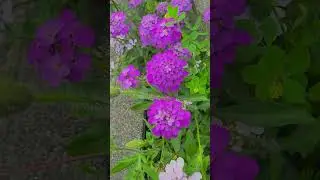 캐나다 야생화,#Canada,#풀꽃,#wildflowers,#캐나다여행,#시,#캘리그라피,#canadatrip,#canadalife,7월