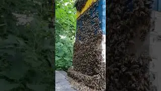 Honey Bees beard to keep cool in the heat #beekeeper #honeybees