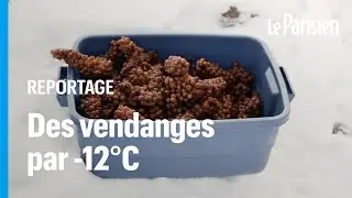 Qu&eacute;bec : ces vendangeurs r&eacute;coltent du raisin par -12&deg;C pour en faire du vin de glace