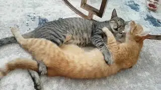 Cat Licking Each Other