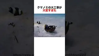 クマノミの巣作り🐠