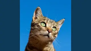 Serene Whisker Tales