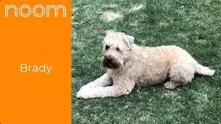 Noom App Review - It works for me! 43.8 lbs lost in 16 weeks.