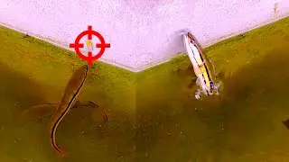 Giant Snakehead Jumping to Catch Prey!