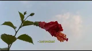 Sky's Flower🌹 and 🌄 Morning's ✨✨ Magic.