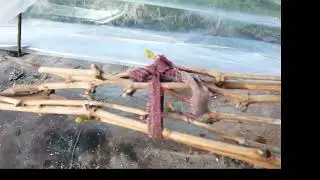 Виноградник холодной сибирской весной