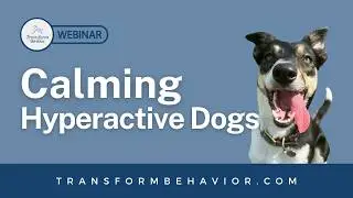 Calming Hyperactive Dogs