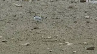 Little Tern, Dernford Reservoir, Cambridgeshire, 2/8/22