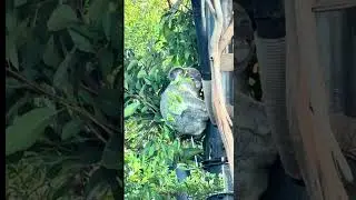 #fyp #koala #memes #animals #cute #viral