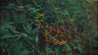 Beutiful Cinematic Video Trending Professional Capcut Pro editing #trending #nature #photography 