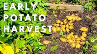 Early potato harvest... big decision week! And container growing...