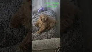 When your toy poodle is half model half guard dog... #toypoodle