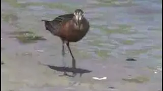 Hudsonian Godwit