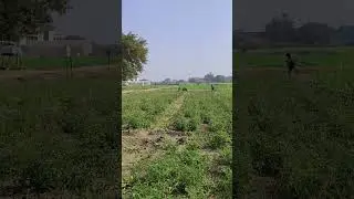 sprinkler system of irrigation #agriculture #lifeisbutadream #naturalfarming #naturalfarming #agri