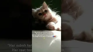 precious baby🎀 #emotional #catparentlife #prayer #shayri