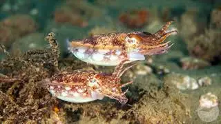 Ambon Indonesia 2024 with The Scuba Place : hosted trip to Spice Island Dive Resort