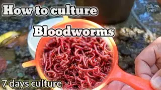 How to culture bloodworms