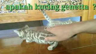 genetta cat , apakah kucing genetta itu ?