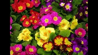 Ciranda das Flores