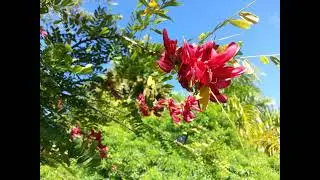Dominica's National Pledge in CREOLE by Felix Henderson