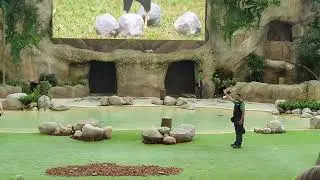 Predators on Wings Full Show at Mandai Bird Paradise Singapore 2023