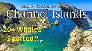 Channel Islands Travel Guide | Whale Watching, Wildflowers & Epic Hikes in Santa Cruz Island