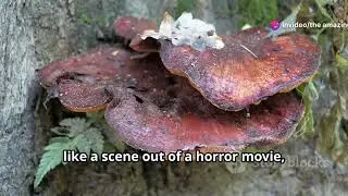 Zombie Animals How Parasites Control Them!