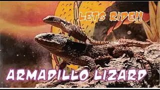 Forrest Armadillo lizard Care Guide