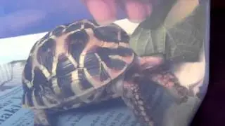 Star tortoise eating leaves