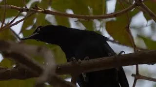 zanate mexicano (quiscalus mexicanus)