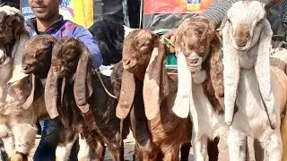 নাটোর তেবারিয়া হাটে সাব্বির ভাই মাথা নষ্ট করা সব কালেকশন। 01309462376.