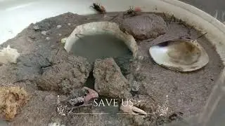 FIDDLER CRAB - Another Species That Live In The Archipelago
