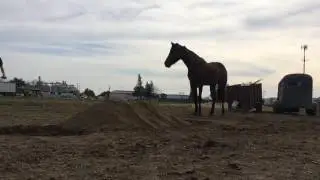 Ramping over a horse with a fit bmx bike