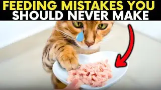 7 Deadly BUT Common Feeding Mistakes Shortening Your Cat&rsquo;s Life
