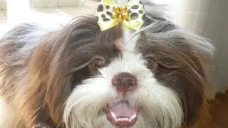 Shih-Tzu 1 ano de vida. 1 Year Old Birthday.