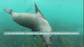 FITPLANET- Marca de ropa deportiva sostenible y movimiento a favor de la biodiversidad marina.