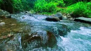 Тихая Река и Лес ASMR 🌳 Тропическая Природа для Глубокого Сна