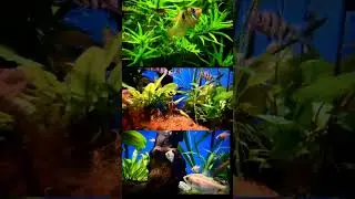 Water fish|| #natureworldshortvideo #nature #waterfish #naturelovers #fish #youtubeshort
