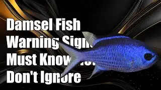 Don't Ignore These Warning Signs: Damsel Fish Behavior You Must Know!