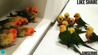 Group Of Birds Fighting With Each Others