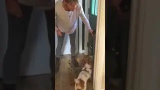 Teaching ring bell to go potty