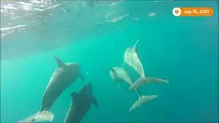 Underwater camera captures dolphins in action