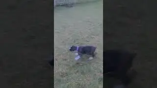 Banzai and Bernie playing#Cute #Funny #Boxer #FYP