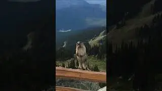 Marmot screaming😱?