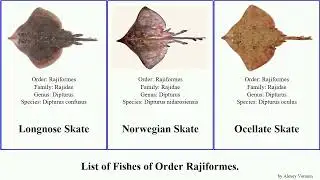 Fishes of Order Rajiformes skate ray blonde rough painted spotted intermedius Sclerorhynchoidei
