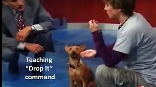 Teaching a dog to 