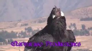 VUELO MISTICO DEL MAJESTUOSO  CONDOR  CHUKALLA QUEROBAMBA
