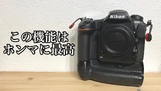 【時代に逆行雑談】D500（Nikon機）で野鳥撮影するならこれだけは絶対やって欲しい設定と注意点 - 枝抜き -