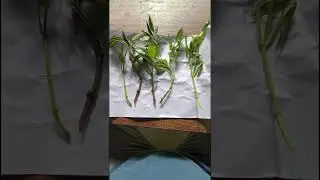 ต้นอูน เอลเด้อเบอร์รี่ Sambucus&nbsp; &nbsp;Adoxaceae. elder, elderflower&nbsp; #spiritual #apothecary &nbsp;elderberry.